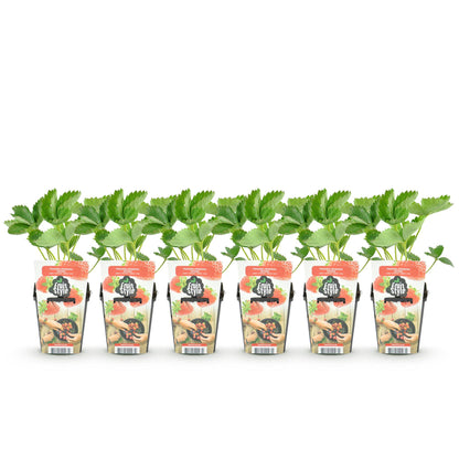 Aardbei - Fragaria Maxim - Winterhard - 6 Planten