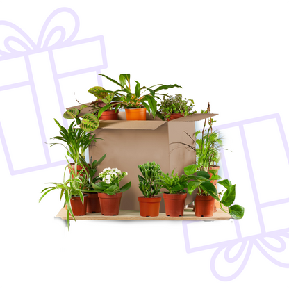 Green Bruises Box (12 pieces)
