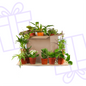 Green Bruises Box (12 pieces)