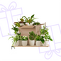 Green Bruises Box (12 pieces) - incl. 12 x jars of Viber white