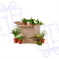Green Bruises Box (6 pieces)