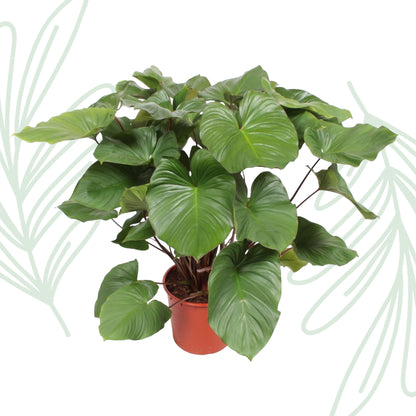 Homalomena Rubescens Maggy - 100 cm