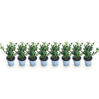 Ilex crenata Caroline Upright - 8 Planten - 1 Strekkende Meter