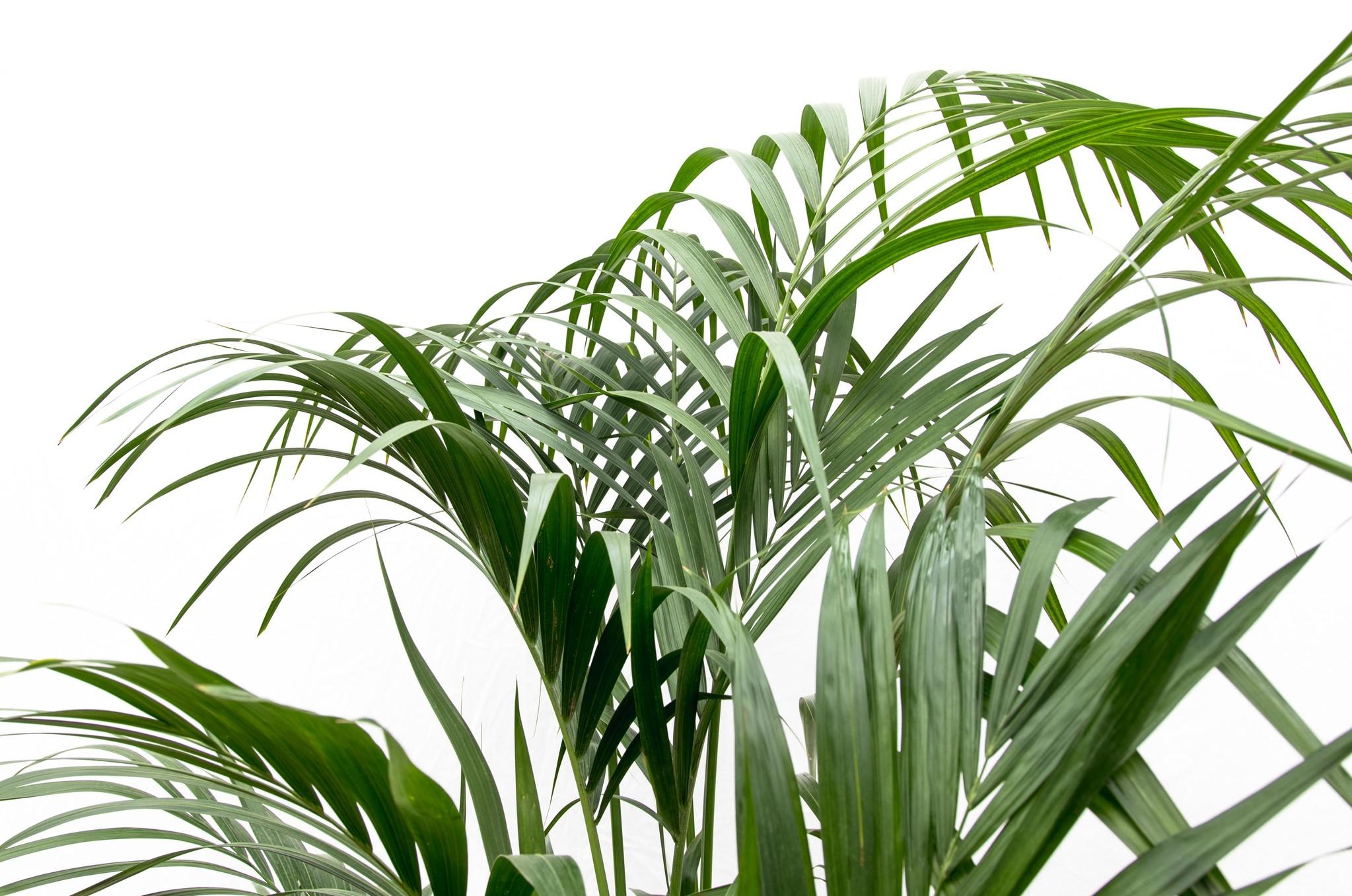 Kentia palm - 180 cm - Forest Plants