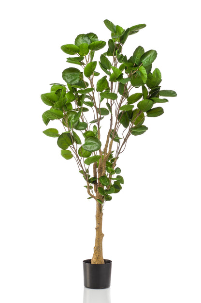 Kunstplant - Polyscias - Aralia - 150 cm - Forest Plants