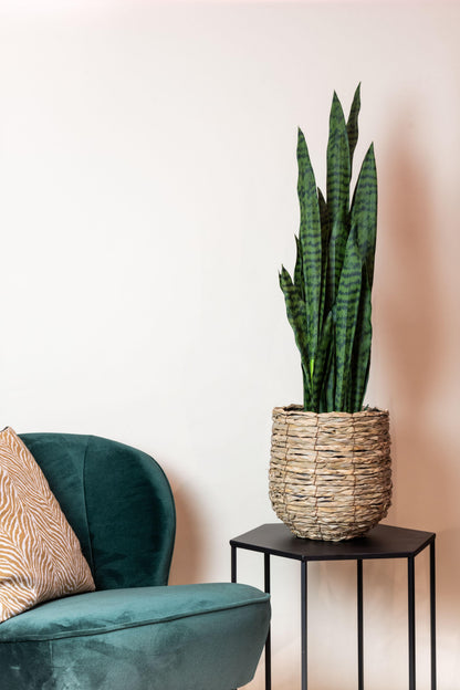 Kunstplant - Sanseveria black coral - Vrouwentong - 97 cm - Forest Plants