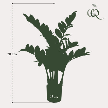 Kunstplant - Zamioculcas - Kamerpalm - 70 cm - Forest Plants