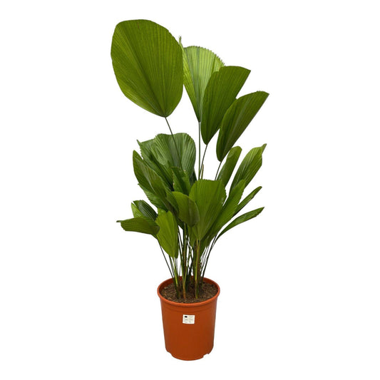 Licuala Grandis - 100 cm - Forest Plants