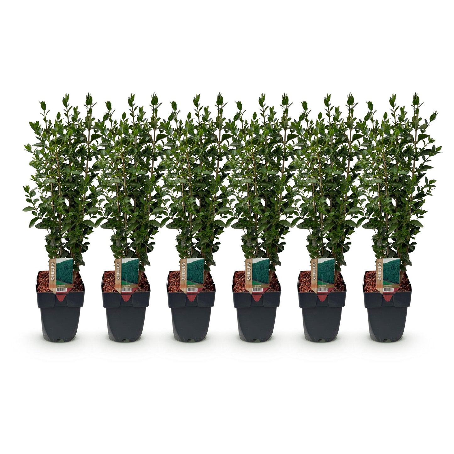 Ligustrum ovalifolium - 6 planten - 1 strekkende meter