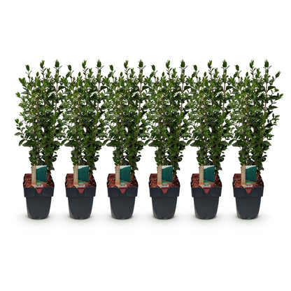 Ligustrum ovalifolium - 6 planten - 1 strekkende meter
