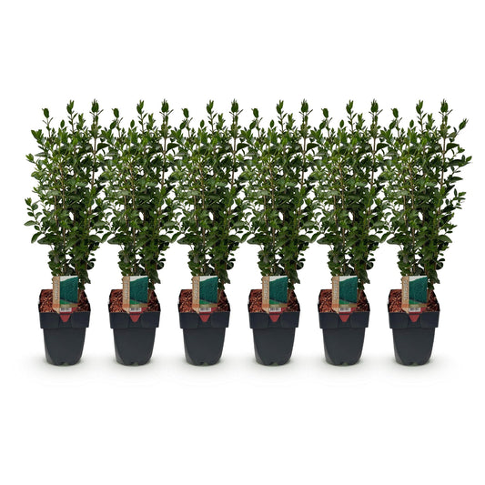 Ligustrum ovalifolium - 6 planten - 1 strekkende meter