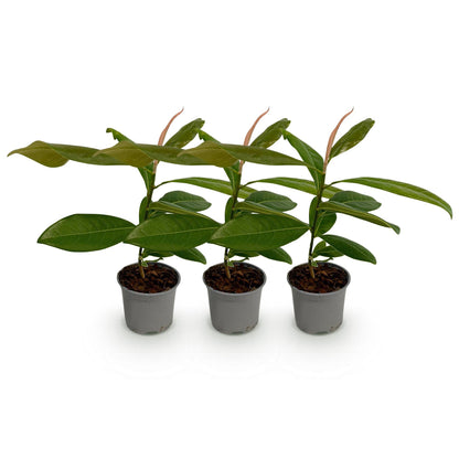 Tuinplant - Magnolia grandiflora - 3 Planten - Weinig Onderhoud
