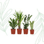 Makkelijke plantenbox set van 4
