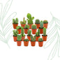 Mini Cactus Set of 18