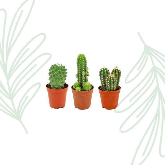 Mini Cactus Set van 3
