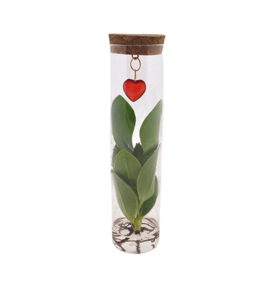 Mix In Tube Glas + Jewel (hartje)