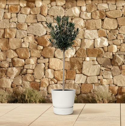 Nerium Oleander op stam met witte bloem - 170 cm - Forest Plants