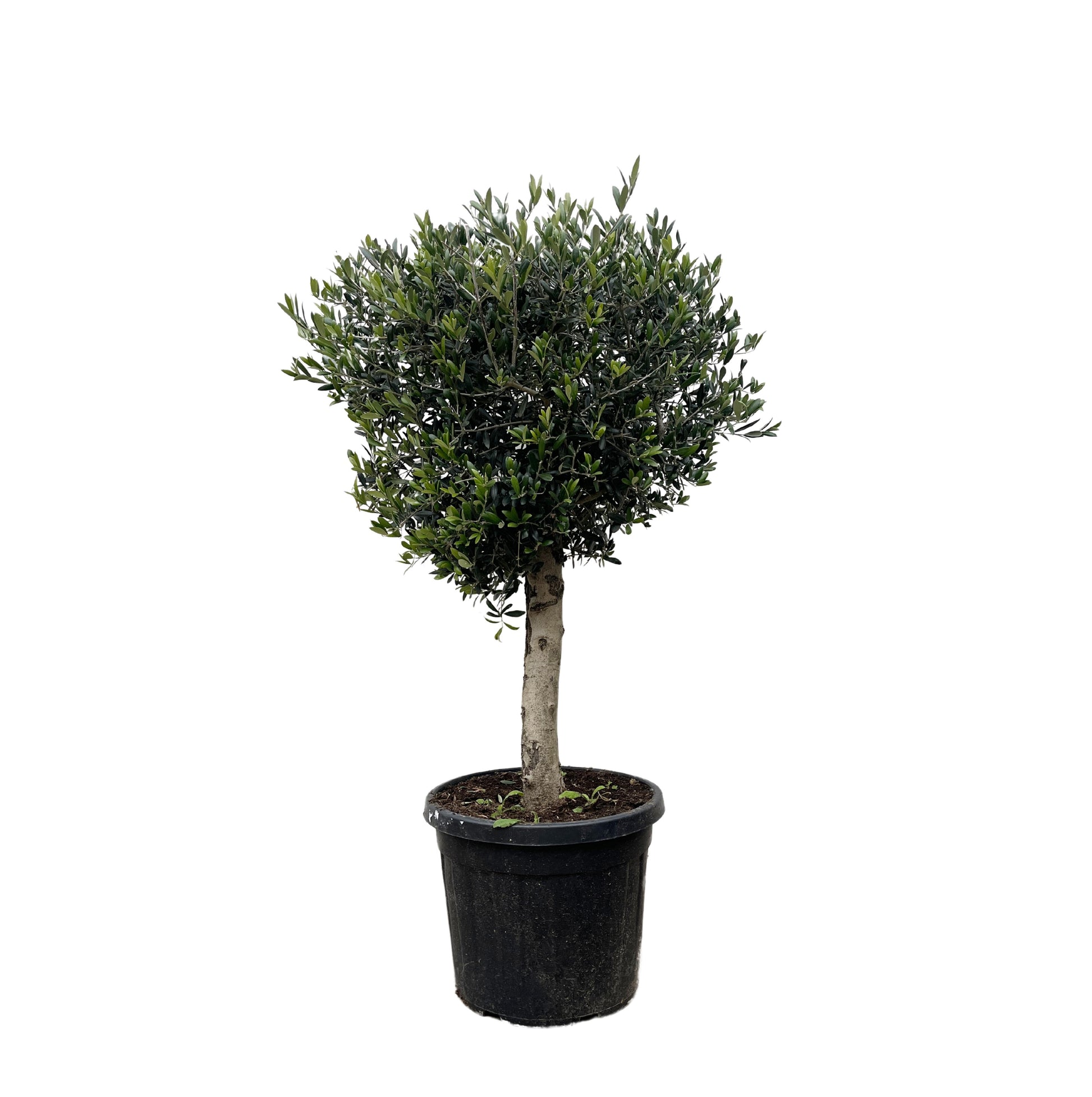 Olea Europaea Lorc - 180 cm - Forest Plants