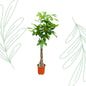 Pachira Aquatica - 150 cm - Forest Plants