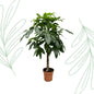 Pachira Aquatica - 170 cm - Forest Plants