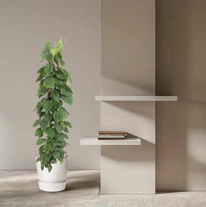 Philodendron Scandens gaasrek - 150 cm - Forest Plants