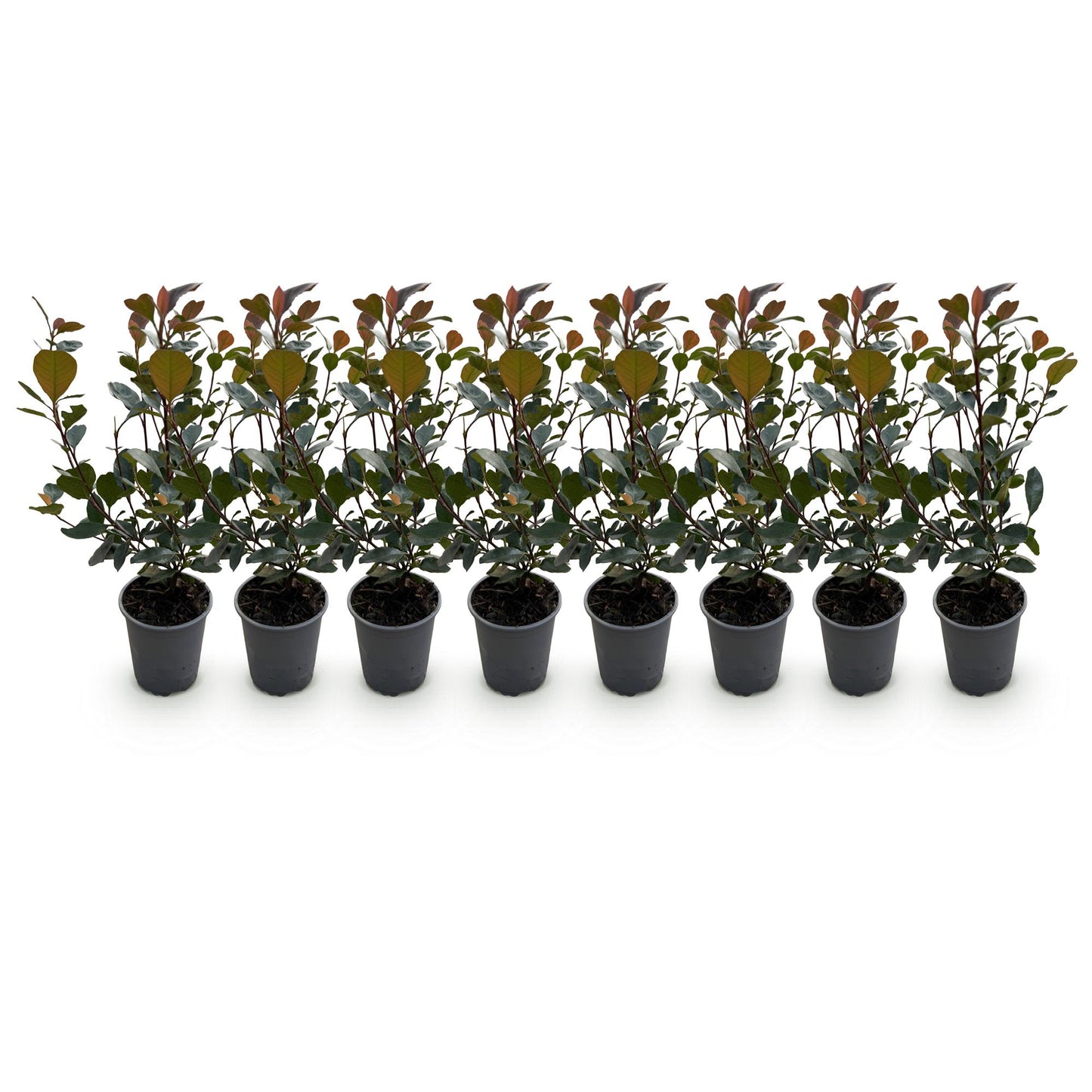 Photinia Little Red Robin  - 8 Planten - 1 Strekkende Meter