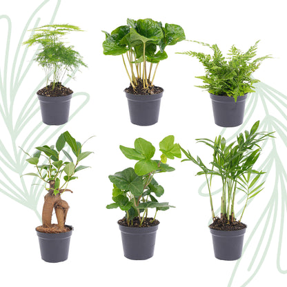 Plant set of 6 green plants