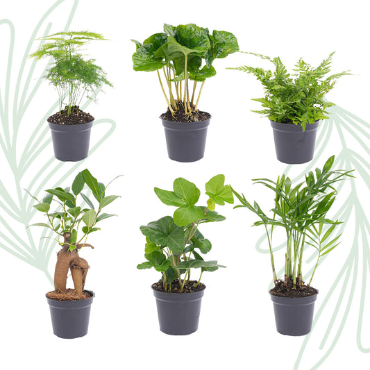 Planten set van 6 groene planten