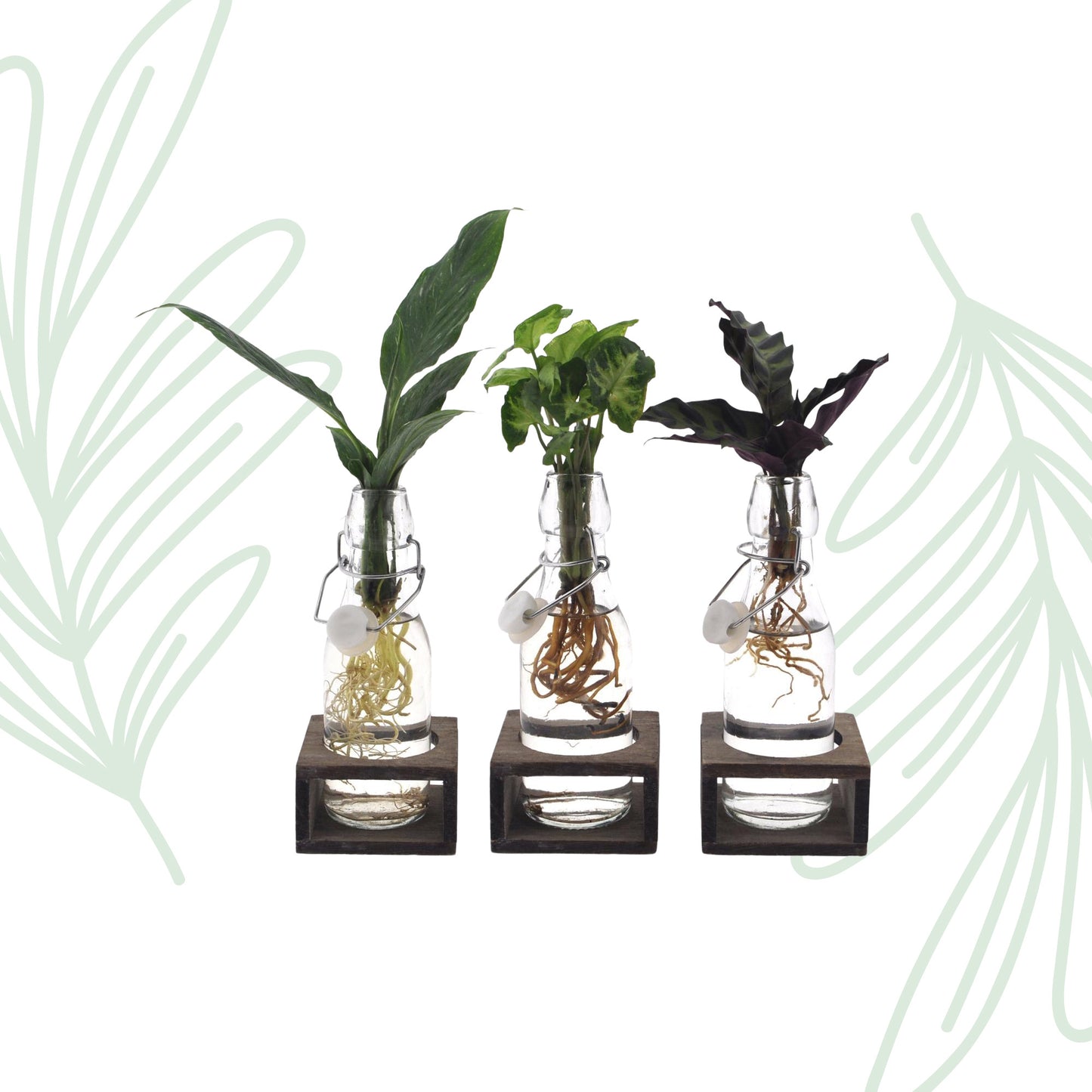 Plant mix in Ann Glass (white cap) + Natural Single - set of 3