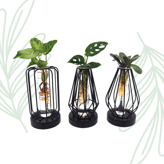 Plantenmix in Turijn Glas + Led - set van 3