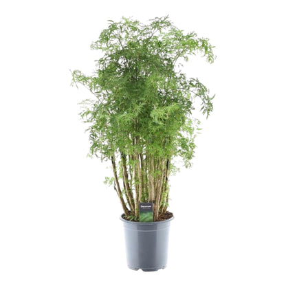 Polyscias Hawaiiana Ming - 90 cm