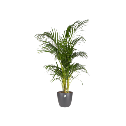 Pot elho Brussels Round Anthracite D20 x H19