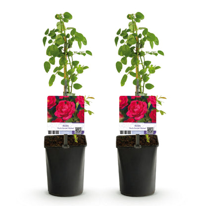 Klimroos - Rosa Paul Scarlet Climber - 2 planten