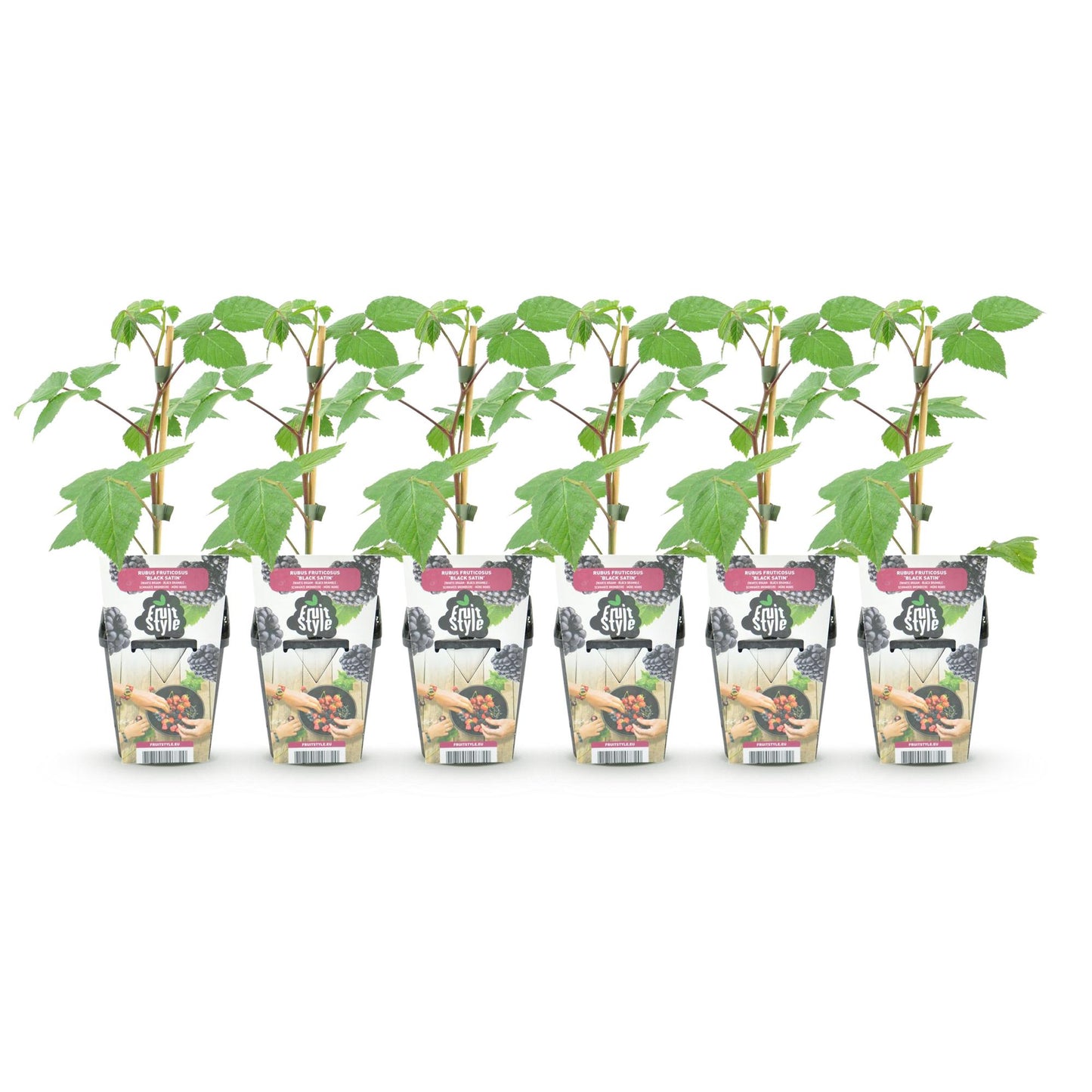 Braam - Rubus Black Satin - Winterhard - 6 Planten