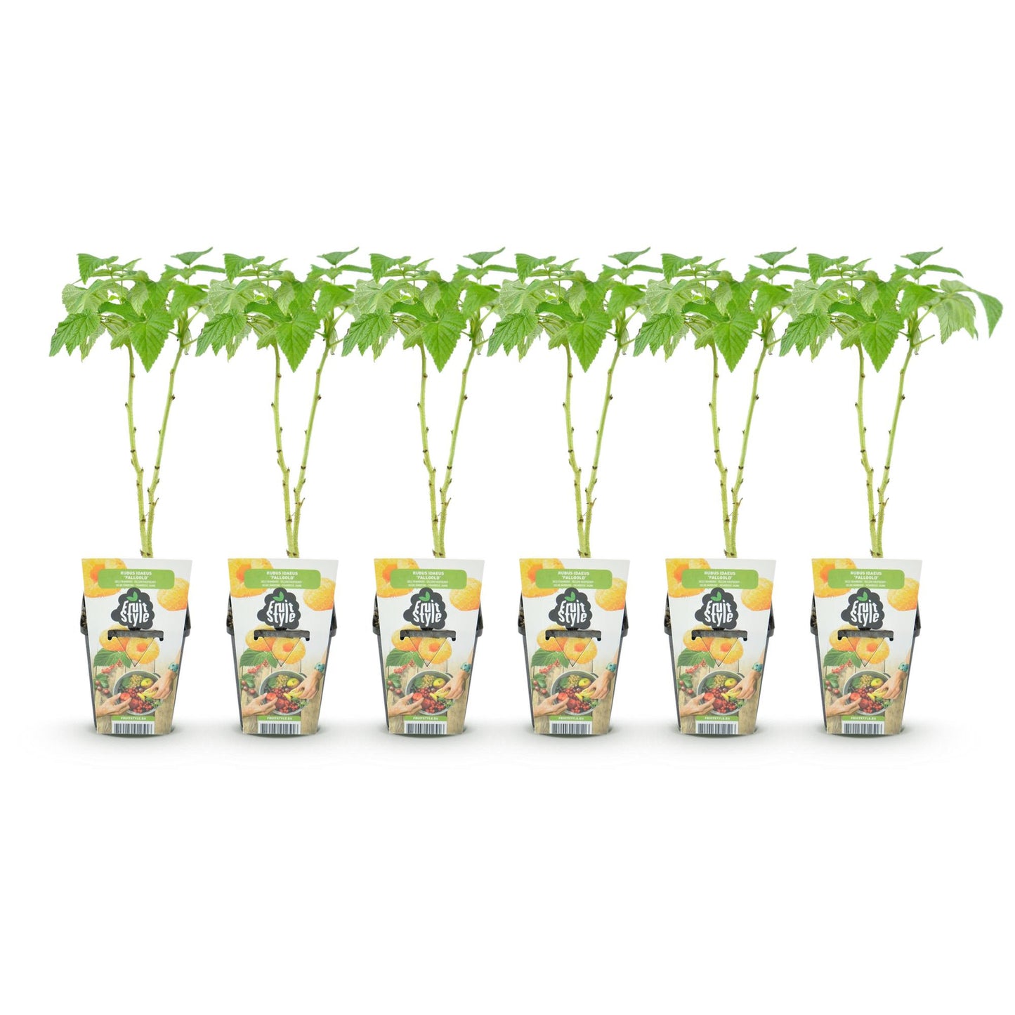 Framboos - Rubus idaeus Fallgold - Winterhard - 6 Planten