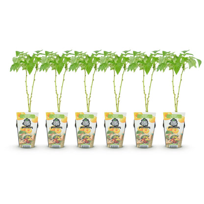 Framboos - Rubus idaeus Fallgold - Winterhard - 6 Planten