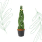 Sansevieria cylindrica 'Twist' - 40 cm Forest Plants