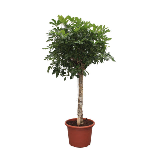 Schefflera Arboricola Compacta boom - 180 cm - Forest Plants