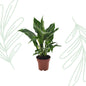 Spathiphyllum Diamond - 40 cm