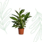 Spathiphyllum Vivaldi - 70 cm