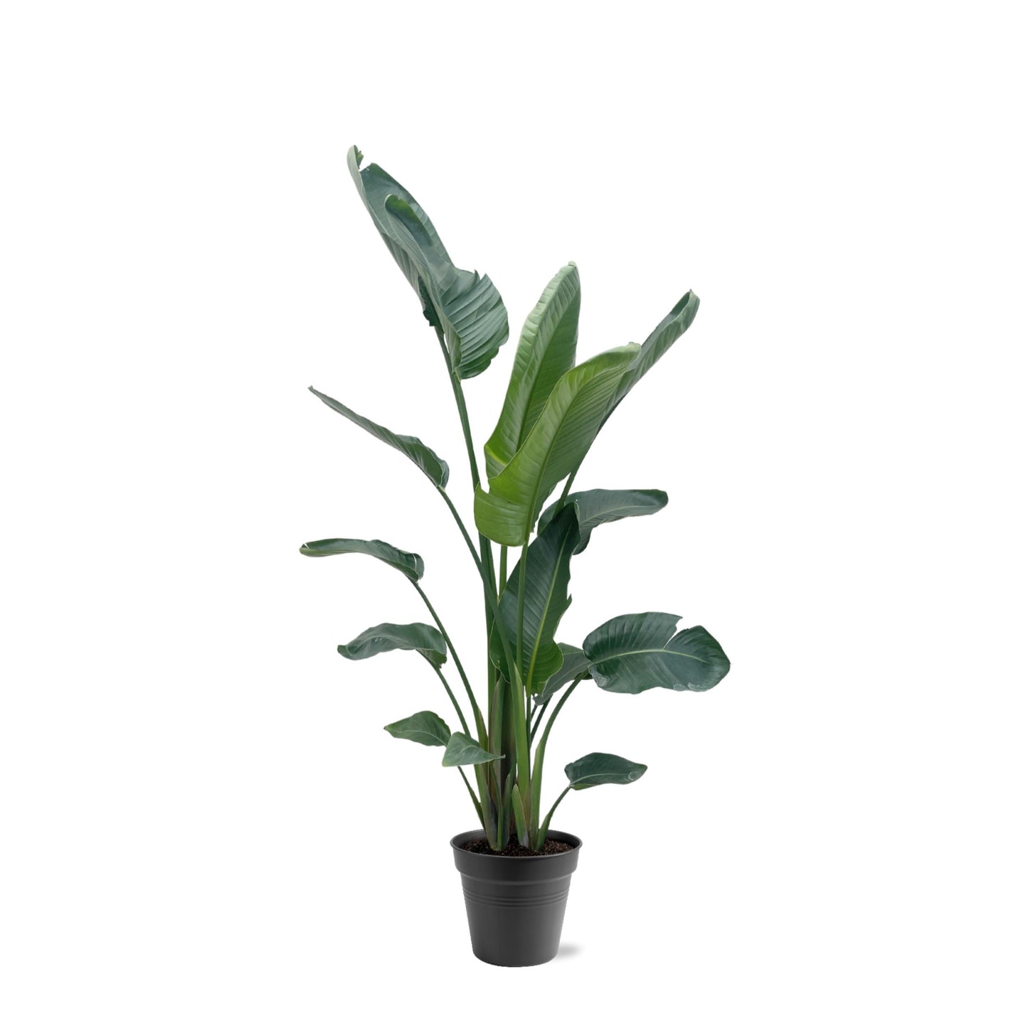 Strelitzia Nicolai XXL - 190-225 cm - Forest Plants