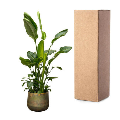 Strelitzia Nicolai de luxe XXL - 250 cm - Forest Plants