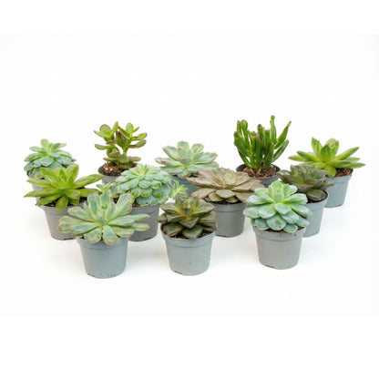 Succulenten set van 12 met pot set