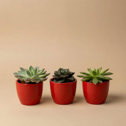 Succulent set of 3 with red mini pot