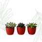 Succulent set of 3 with red mini pot