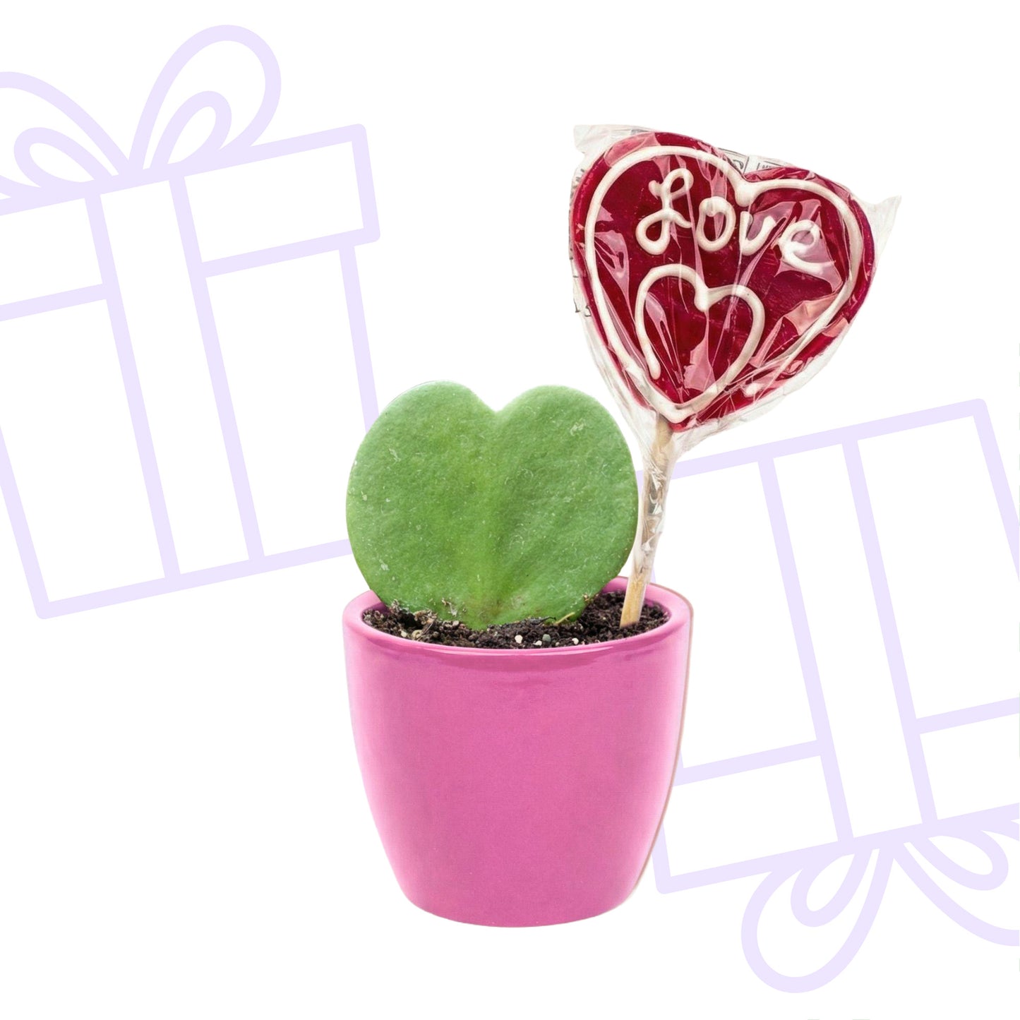Sweetheart Plant Set with Pink Pot