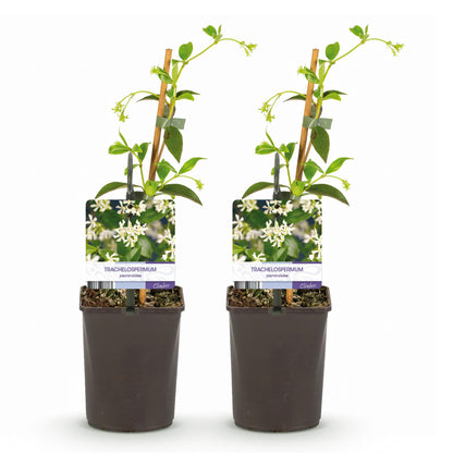 Star Jasmine - Trachelospermum jasminoides - 2 plants