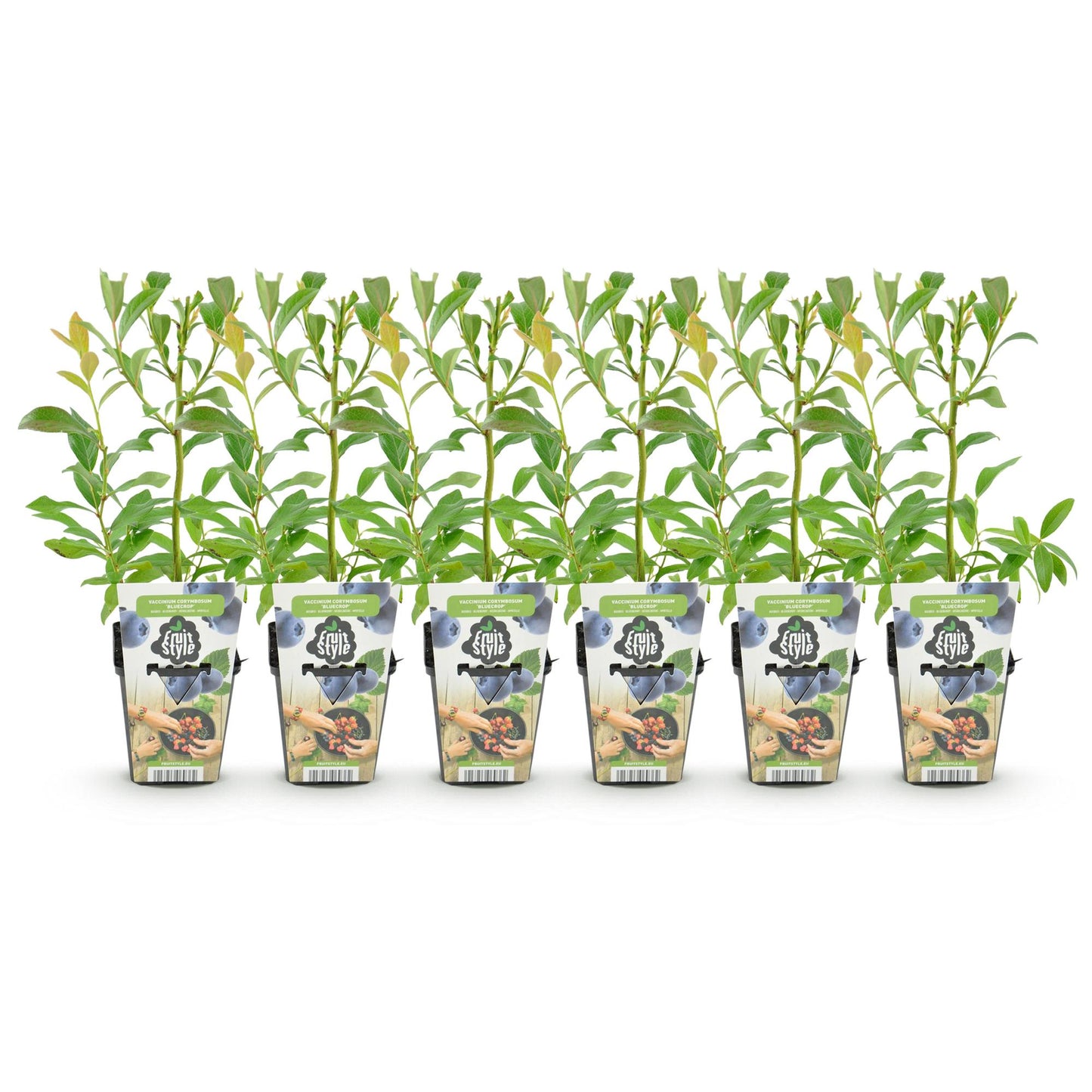Blauwe Bes - Vaccinium corymbossum Bluecrop - Winterhard - 6 Planten