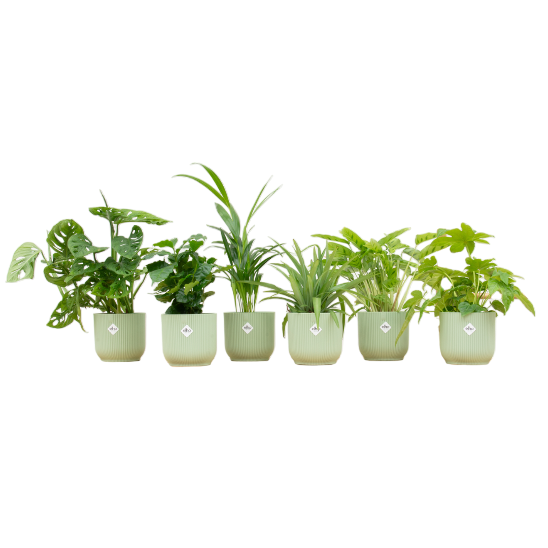Verrassingsbox - 6 planten inclusief elho Vibes Fold Round Ø14 sorbet groen - Forest Plants