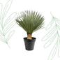 Yucca Rostrata - 100-120 cm Forest Plants